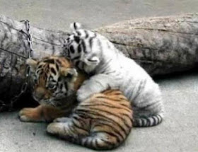 Tiger Kittens