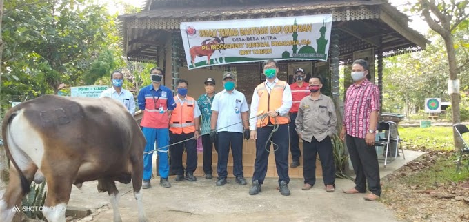 Indocement Tarjun Bagikan 28 Ekor Sapi Qurban