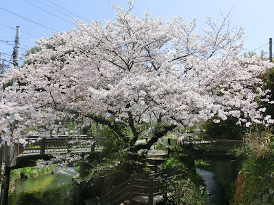 華ノ橋の桜