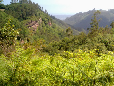 Los bosques de Poreño