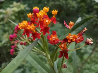 mexican butterfly weed flower