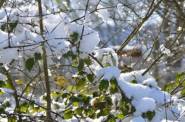 Branches Ronces Neige