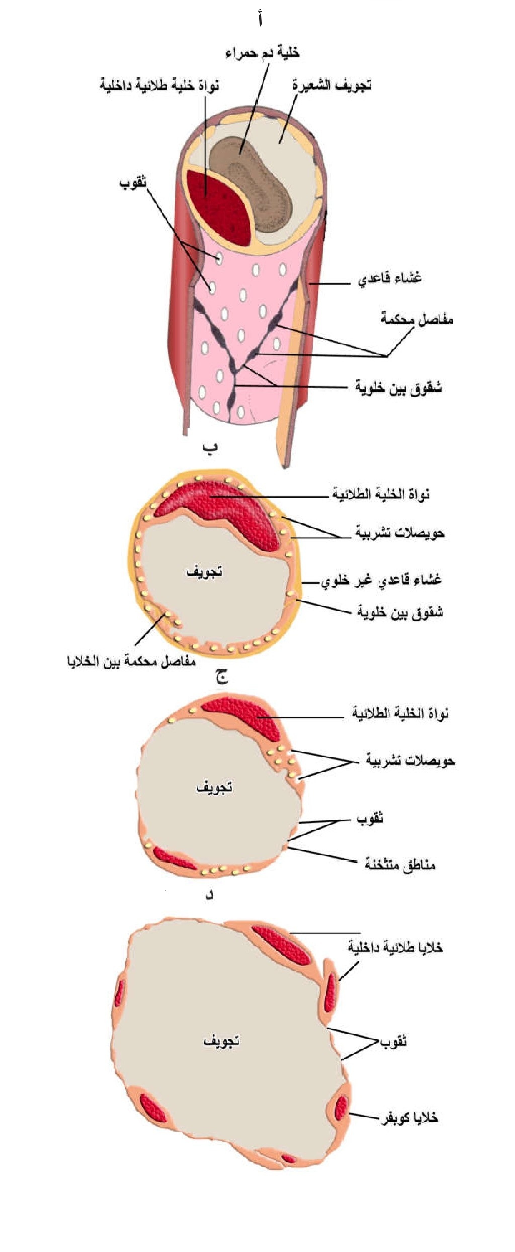 الشكل 17-3: أ) مجسم يبين تركيب الشعيرة الدموية، ب) مقطع عرضي في شعيرة في الجلد، ج) مقطع عرضي في شعيرة في الكلية، د) مقطع عرضي في شعيرة في الكبد.