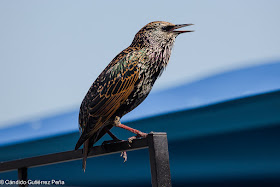 ESTORNINO PINTO - Sturnus Vulgaris
