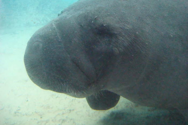 Manatees 