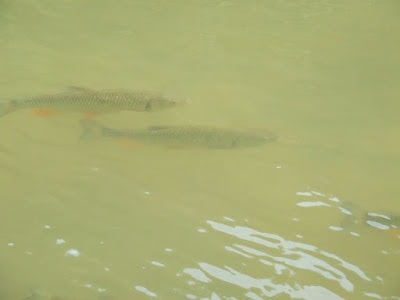 chubs in Dunajec river