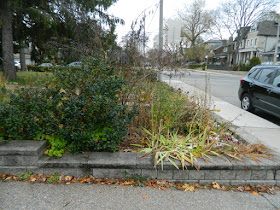 Bedford Park Toronto Fall Cleanup Before by Paul Jung Gardening Services Inc.--a Toronto Gardening Company