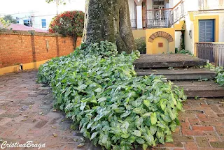 Syngonium Angustatum: The Perfect Indoor Plant for Beginners