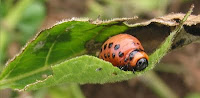 LA NINFA DEL ESCARABAJO DE LA PATATA ES ROSADA DE 1cm DE LONGITUD