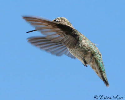 anna's hummingbird in flight