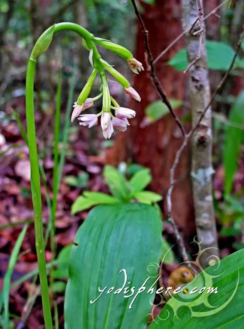 hover_share White flower bowing down along the trail going up Mt. Pico de Loro 