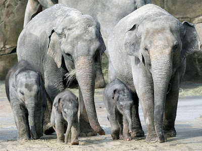 elephants family