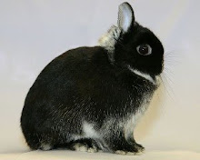 Netherland Dwarf