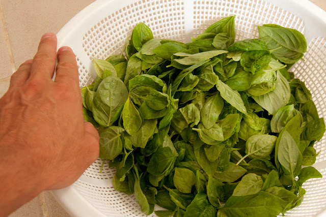 Typical sweet basil harvest every 3-4 days (seven months after sowing)