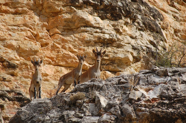 Una hembra y dos crías de cabra montés el pasado octubre en la Comarca de Cariñena (Zaragoza)