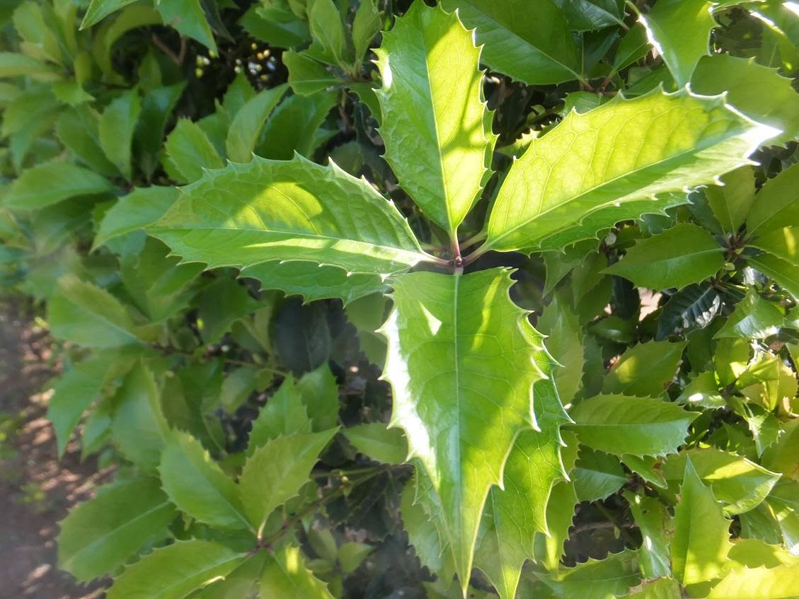 アタマの引き出し は生きるチカラだ 柊 ひいらぎ も新芽はやわらかい