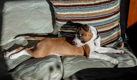 Photo of Ruby sunbathing in Ravensdale's saloon