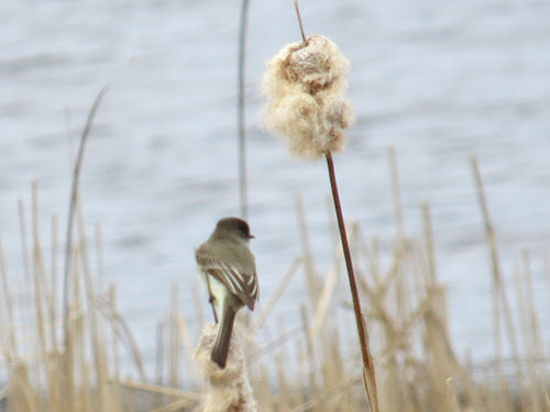 eastern phoebe