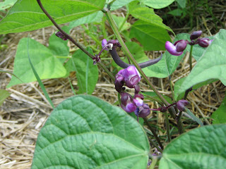 First purple snap bean