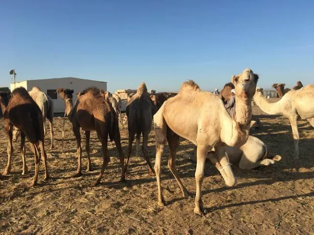 سوق الجمال