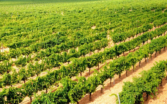 ruedawijnroute, ruedawijnroute, rueda ruta del vino, biologische wijn spanje, biologische wijn rueda, wijntoerisme castilla y leon, oenotoerisme spanje, wijntoerisme spanje, wijntoerisme rueda, verdejo, rueda, wijtoerisme rueda ruta del vino, wijntoerisme castilla y leon, oenotoerisme spanje, wijntoerisme spanje, wijntoerisme rueda, verdejo, rueda, wijtoerisme 