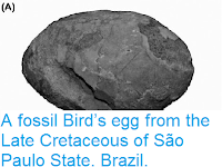 http://sciencythoughts.blogspot.co.uk/2014/12/a-fossil-birds-egg-from-late-cretaceous.html