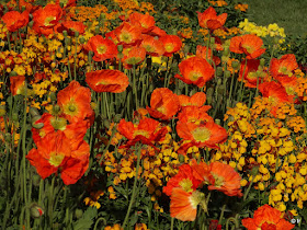 fleurs pavots couleurs orange jaune soleil soir jardin