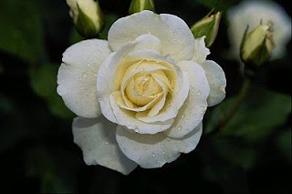 Flores, Fotos de Rosas Blancas, parte 4