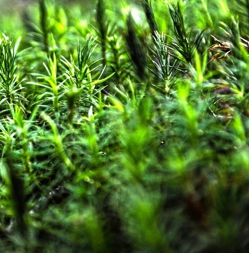 スギゴケの育て方 と特徴 栽培に必要な環境 光量 気温 湿度 と水槽 テラリウム ボトル への適応度 里海web科学館 水族館 動物園 昆虫館 栄養 スポーツ科学 デジタル図鑑