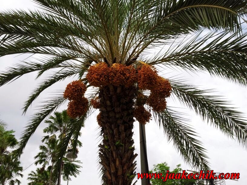 kurma  kelantan pokok pokok di kurma Kelantan, Berbuah di kurma Kurma di kelantan, di