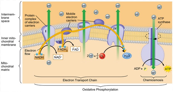 Akseptor Adalah - Kamus Biologi Online