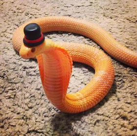 Funny animals of the week - 7 February 2014 (40 pics), snake wears tiny hat