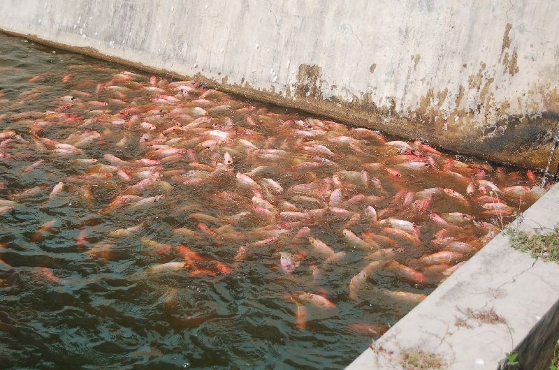 Cara Beternak dan Budidaya Ikan Nila Merah yang 