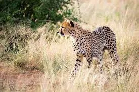 Rahasia Tersembunyi Cheetah: Fakta Menarik yang Jarang Diketahui