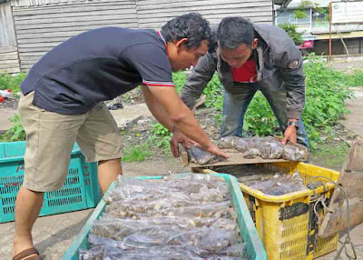 POTENSI BISNIS : Potensi bisnis pakan kodok di Kota Pontianak sangat menjanjikan. Hendra, seorang agen kodok di Batulayang bahkan mampu menjual satu ton kodok setiap harinya. MEIDY KHADAFI/PONTIANAK POST