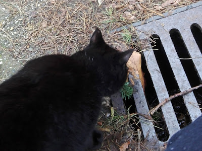 Foto van een poes die ik onderweg tegenkwam. Hij snuffelt aan een putdeksel.