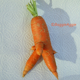 A strange shaped (and very rude!) carrot from my vegetable bed!