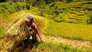 Indonesia swasembada pangan