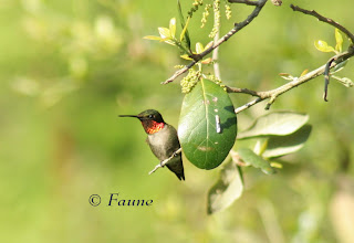 Male Hummingbird