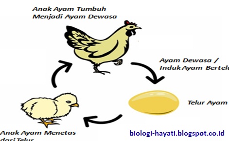 Pengertian dan Contoh Metamorfosis  Sempurna dan Tidak Sempurna