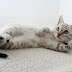 The Most Effective Method to Tame your Pet