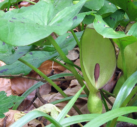 Flower of Arum maculatum, cuckoo-pint, in High Elms Country Park.  14 April 2011.