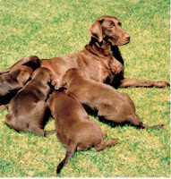 Dog Feeding Puppies