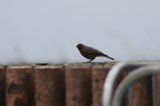 Black Redstart