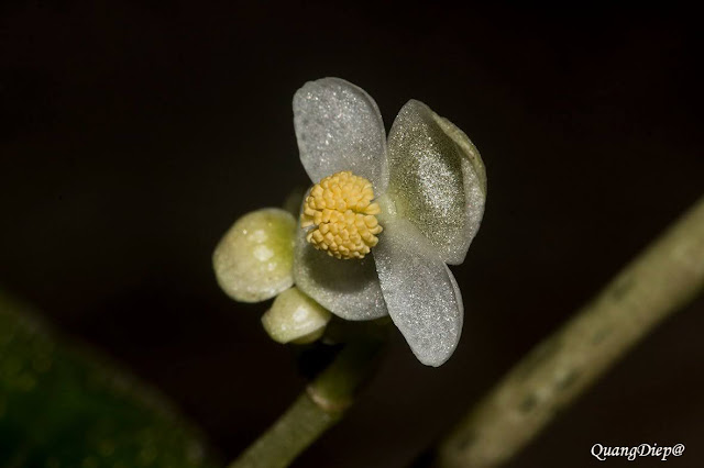 Begonia integrifolia