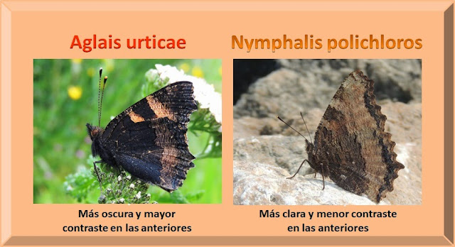 Reverso alar de Aglais urticae y Nymphlis polichloros