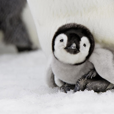 Cute Penguin Wallpapers