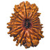 16 mukhi Rudraksha