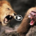 Lion VS Baboon