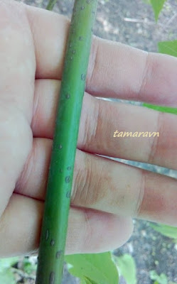 Клён американский / Клён ясенелистный / Клён негундо (Acer negundo, =Acer fraxinifolium)